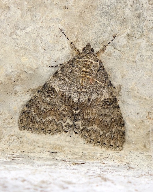 red underwing